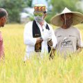 Atasi Stunting, Kementan Tanam 50.000 Ha Padi Inpari IR Nutrizinc