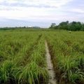 Tingkatkan Nilai Perekonomian Pekebun, Kementan Dorong Budidaya Serai Wangi di Brebes