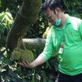Menjadi Buah Unggulan Lokal, Mentan Syahrul Kunjungi Kebun Durian Warso Farm