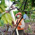 Lindungi dari Serangan Hama, Kakao Pun Mengenakan Masker