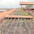 Lahan Rawa di Kalteng di Sulap Menjadi Kawasan Buah dan Sayur