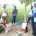 Kementan Galakkan Gerdal Ramah Lingkungan Atasi Sundep dan Beluk di Bekasi
