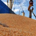 Petani dan Pedagang Jagung Pertanyakan Peranan Kemendag