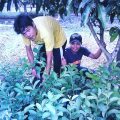 Founder Jawara Farm, Sumpah Pemuda dan Sektor Pertanian