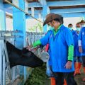 Dorong Pengembangan Ternak Sapi Unggul, Mentan Pantau Proses Inseminasi Buatan di Bogor