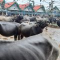 Pesona Pasar Hewan Bolu Toraja Utara, Pasar Ternak Terbesar di Indonesia