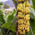 Kawasan Pisang Desa Buahdua Jamin Pasokan Bahan Baku Sale Pisang di Sumedang