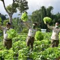 Hari Pangan Sedunia 2020, Petani Muda dan Kementan Serukan Gerakan Berkebun