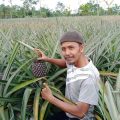 Petani Yakini Nanas Subang Terus Eksis Di Tengah Pandemi