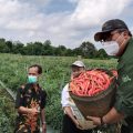 Panen Cabai: Dirjen Hortikultura Pastikan Pasokan Cabai Aman