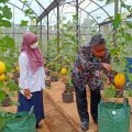 Yuk ke Agroeduwisata Kebun Bibit Cilangkap, Destinasi Wisata Pertanian Ibu Kota