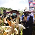 Inilah 10 Provinsi Produsen Jagung Terbesar Indonesia