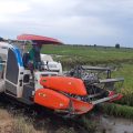 Siap Panen, Petani di Lahan Food Estate Raih Hasil Menggembirakan