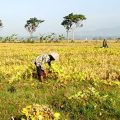 Kedelai Rakitan Kementan Mulai Dikembangkan di Sulawesi Utara