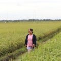 Mentan Syahrul: Food Estate Pulang Pisau Mulai Panen Pekan Depan