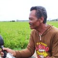 Petani Kecewa Impor Beras Tetap Dilakukan