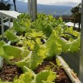 Kementan: Urban Farming Dukung Pertumbuhan Ekonomi Indonesia