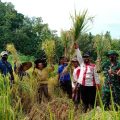 Panen Perdana Program PATB Padi di Cilacap Memuaskan
