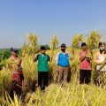 Antisipasi Harga Turun, Kementan Bersama Bulog Targetkan Serap Gabah di Jabar 270 Ribu Ton