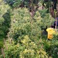Kementan Gelontorkan 195 Ton Cabai untuk Normalkan Harga Cabai Rawit di Jabodetabek