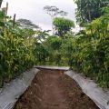 Petani Cabai Daerah Sentra Sepakat Turut Amankan Pasokan Cabai Jelang HBKN