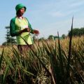 Pupuk Hayati Organik Cair Dongkrak Hasil Panen Padi Petani Indramayu
