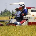 Gaya Food Estate, Tekad Mentan Syahrul Tingkatkan Kesejahteraan Petani