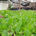 Pendampingan Jamkrindo Tingkatkan Optimisme Masyarakat