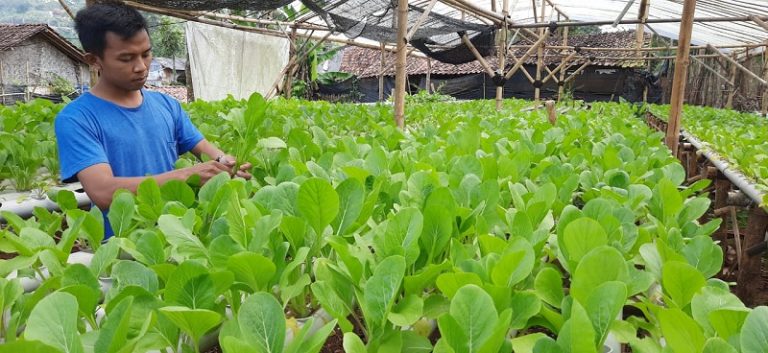 Rosdi Rodiallah (24) sedang merawat sayuran yang dibudiyakan menggunakan sistem hidroponik di Desa Cikidang, Kecamatan Cikidang, Kabupaten Sukabumi, Jawa Barat, Jumat (13/3/2021).