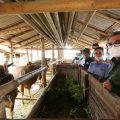 Kementan Fasilitasi Industrialisasi Peternakan NTB
