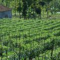 Pemerintah Dorong Kemampuan Anak Muda Membangun Kampung Hortikultura