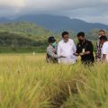 Mentan Bersama Mitra Tancap Gas Serap Gabah Petani di Barru,
