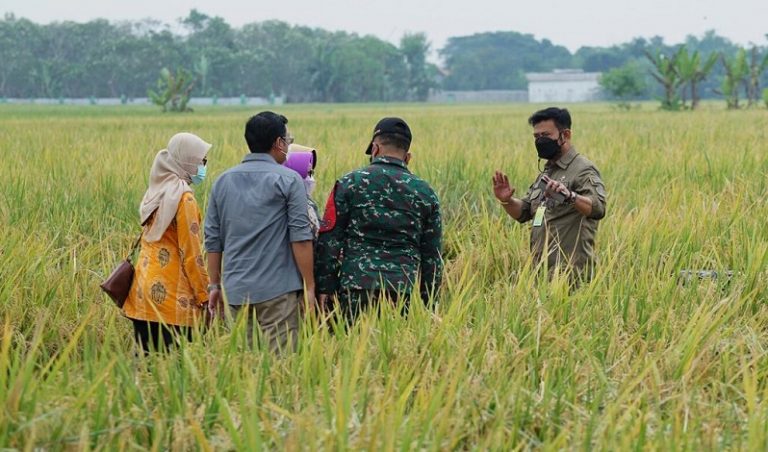 Panen Raya di Kabupaten kendal -Kementan - keuanganonline.id