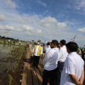 Kementan Maksimalkan Lahan di Dadahup Dukung Food Estate