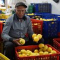 Peduli Hasil Panen Petani, Kementan Fasilitasi Edarkan Lemon ke Pasar Jabodetabek Hingga Bali