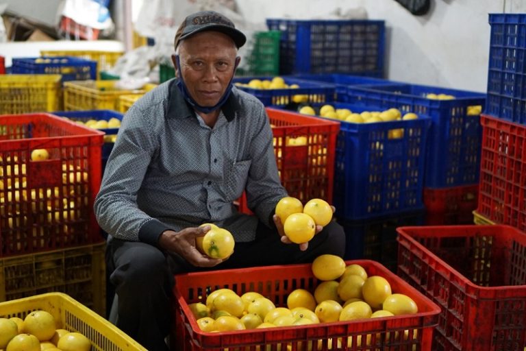 Petani Lemon -  KeuanganOnline.id