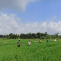 Dukung Program Kementan, Lampung Laksanakan Gerdal OPT Padat Karya