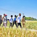 Presiden Jokowi Senang Produktivitas Padi Tinggi dan Harga Gabah Petani Naik