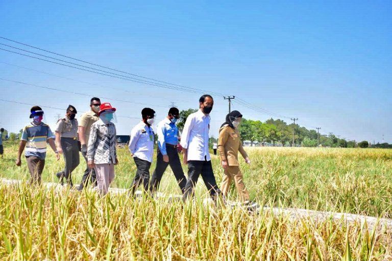 Jokowi didampingi Menteri Pertanian Syahrul Yasin Limpo dan Dirut Perum Bulog, Budi Waseso saat meninjau lokasi panen raya padi sekaligus berdialog dengan petani di Desa Wanasari, Kecamatan Bangodua, Kabupaten Indramayu, Rabu (21/4/2021).