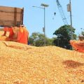Redam Anomali Harga, Kementan Dorong Industri Pakan Ternak Serap Jagung Petani