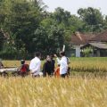 Presiden Jokowi Tinjau Panen Raya Padi di Kabupaten Malang