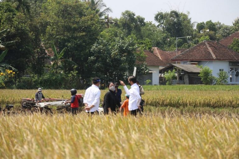 Presiden RI Jokowi bersama Ketua DPR RI, Puan Maharani meninjau lokasi panen raya padi di Kabupaten Malang, Jawa Timur