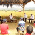 Tinjau Panen di Malang, Presiden Jokowi Buktikan Produksi Padi Memuaskan