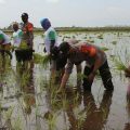 Kementan Maksimalkan Lahan di Dadahup Dukung Food Estate