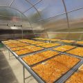 Solar Dryer Dome Tingkatkan Nilai Tambah Produk Hortikultura Petani