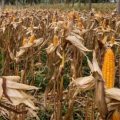 Kementan Dorong Pola Kemitraan Petani dan Industri Jagung