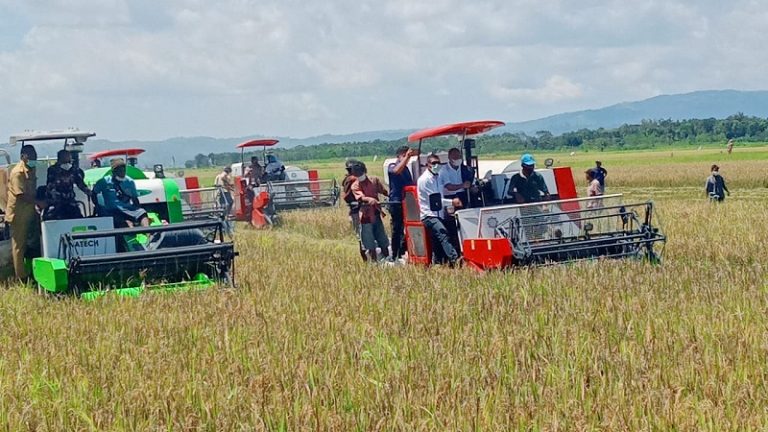 panen padi di lokasi Program Food Estate di desa Wailawa, Kecamatan Katikutana Selatan, Kabupaten Sumba Tengah.