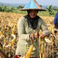 Kementan Pantau Jagung NTB Masih Melimpah dan Siap Panen April-Mei Ini