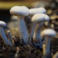Mengandung Protein Tinggi, Permintaan Jamur Meningkat Di Tengah Pandemi Covid-19