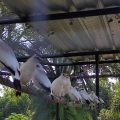 Kembangkan Ekosistem Habitat Flora dan Fauna, Zainal Tayeb Dukung Pelestarian